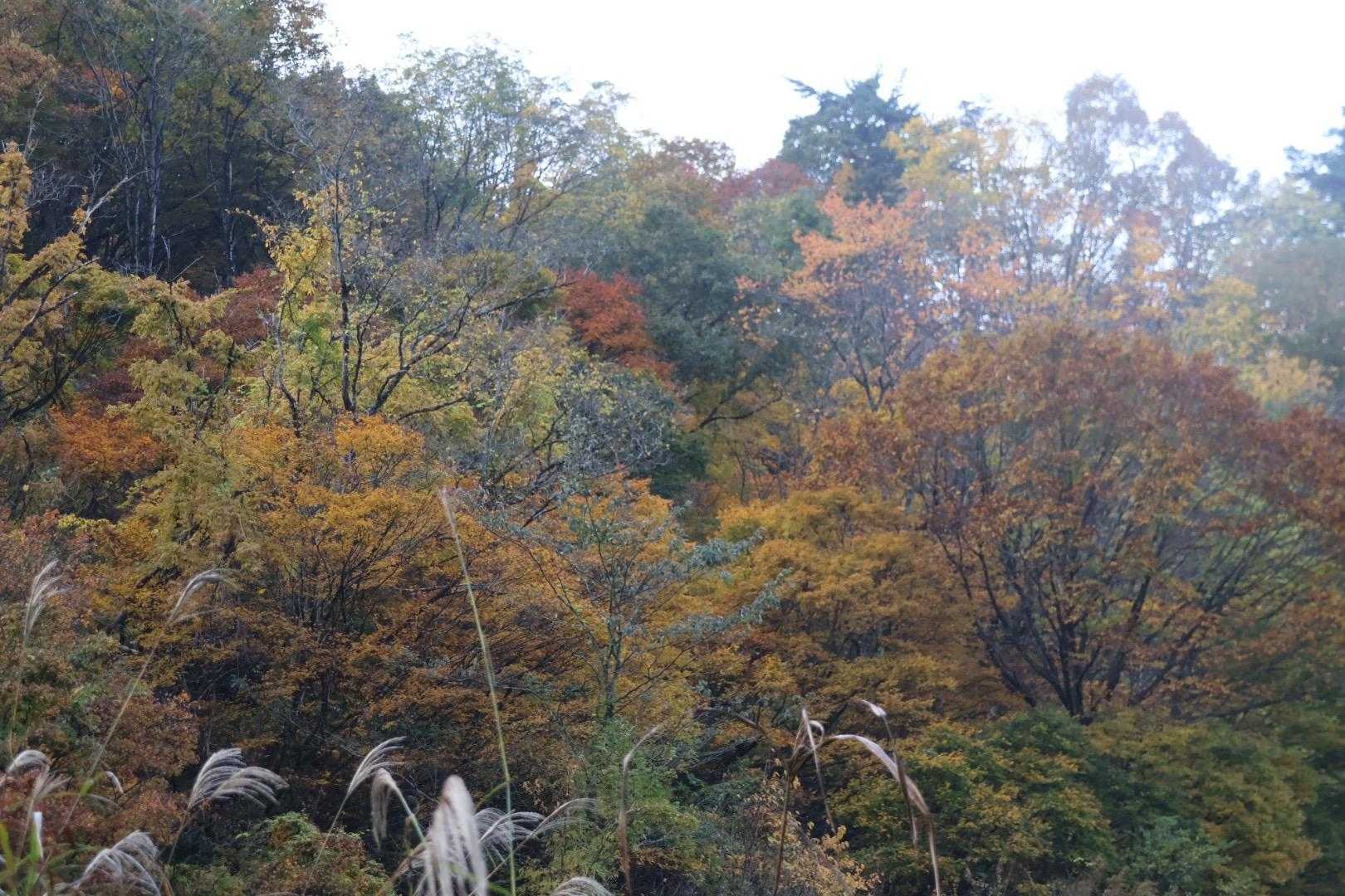 荒島岳中出コース登山口-小荒島岳-シャクナゲ平-荒島岳 縦走コースの写真