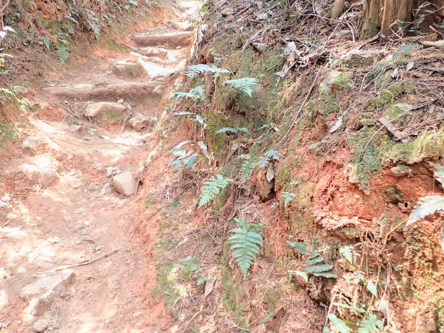 下山は 赤土の新道を周回します