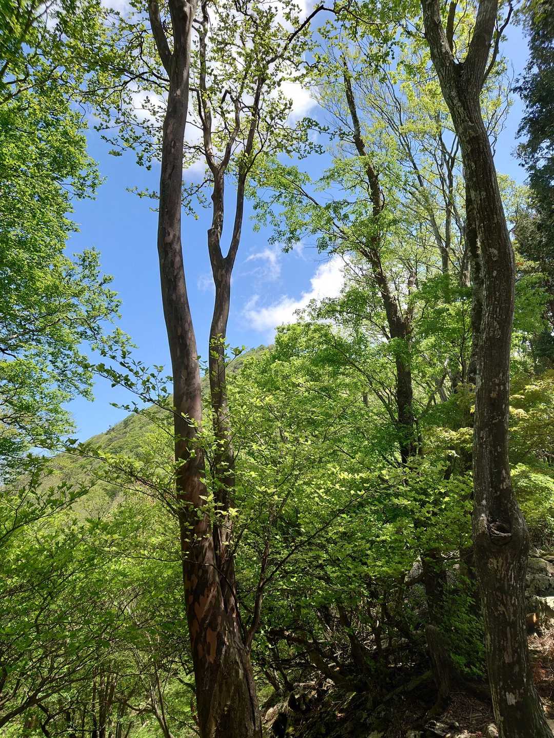 チラリ高月山