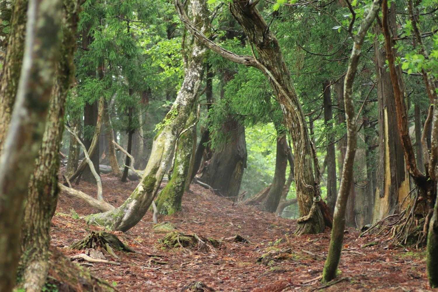 ずっと歩きやすい道です🌿
人はおらず熊の方が多いかも🧸