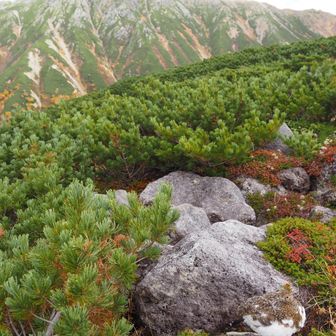 水晶岳と一緒に、かっこいい一枚を撮りたいと挑んだのですが…！
残念、少し俯き加減！
