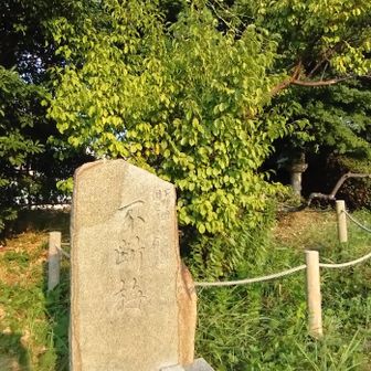 不断梅