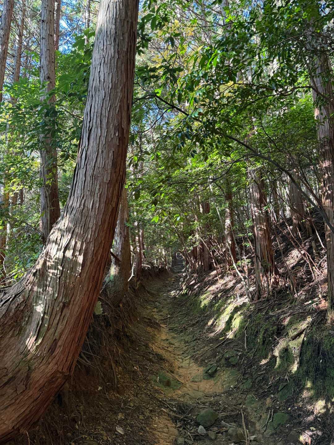 山のおもてなし｜和泉葛城山から犬鳴山へ紀泉高原縦走の写真