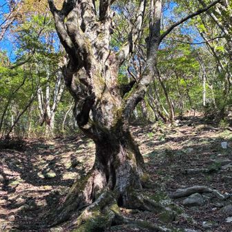 モンスターのような栃の木も