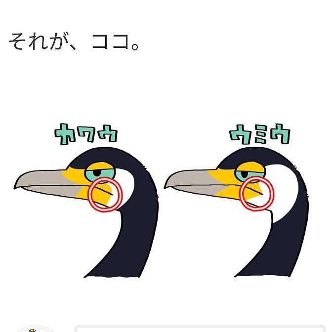 海鵜と川鵜の見分け方 🎶磯の鵜 / 山オタクさんのモーメント