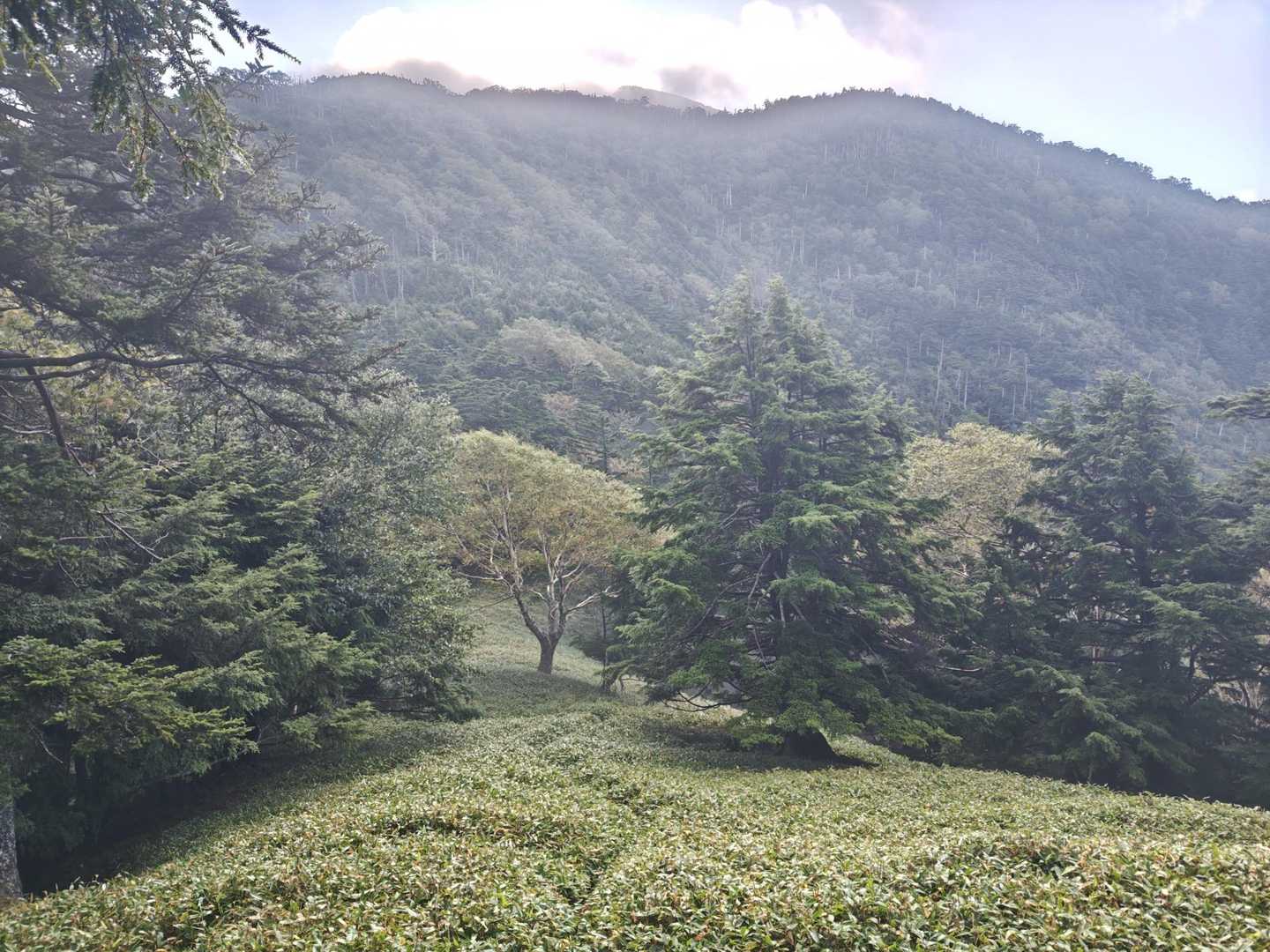 朝露でずぶ濡れ