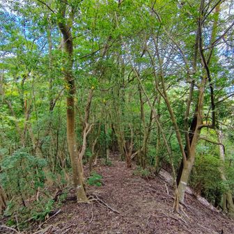 その後東川（白倉山）登山口のほうに下山しました↘️🚶