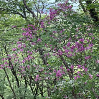 紫のツツジは 終わりかけの感じでした。