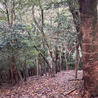 メインイベントを　どこで？！と探すも🔎
ここを下りると次のルートですが、登り返さないといけないので…