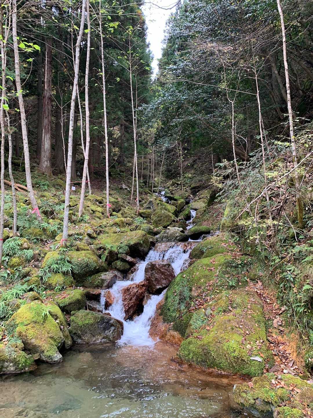 粟鹿山 往復コースの写真