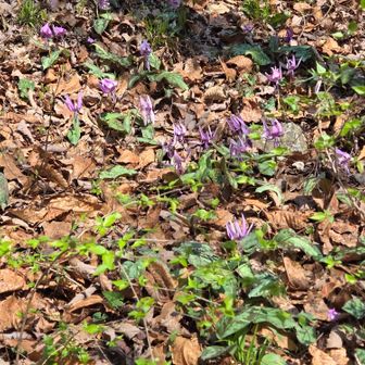 御陵の谷は下の方がよく咲いていました