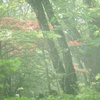 何で撮れなかったんだろう‥

一瞬陽がさして
すごい幻想的だったのだけど‥