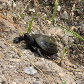 麓の田んぼに亀さん2匹🐢