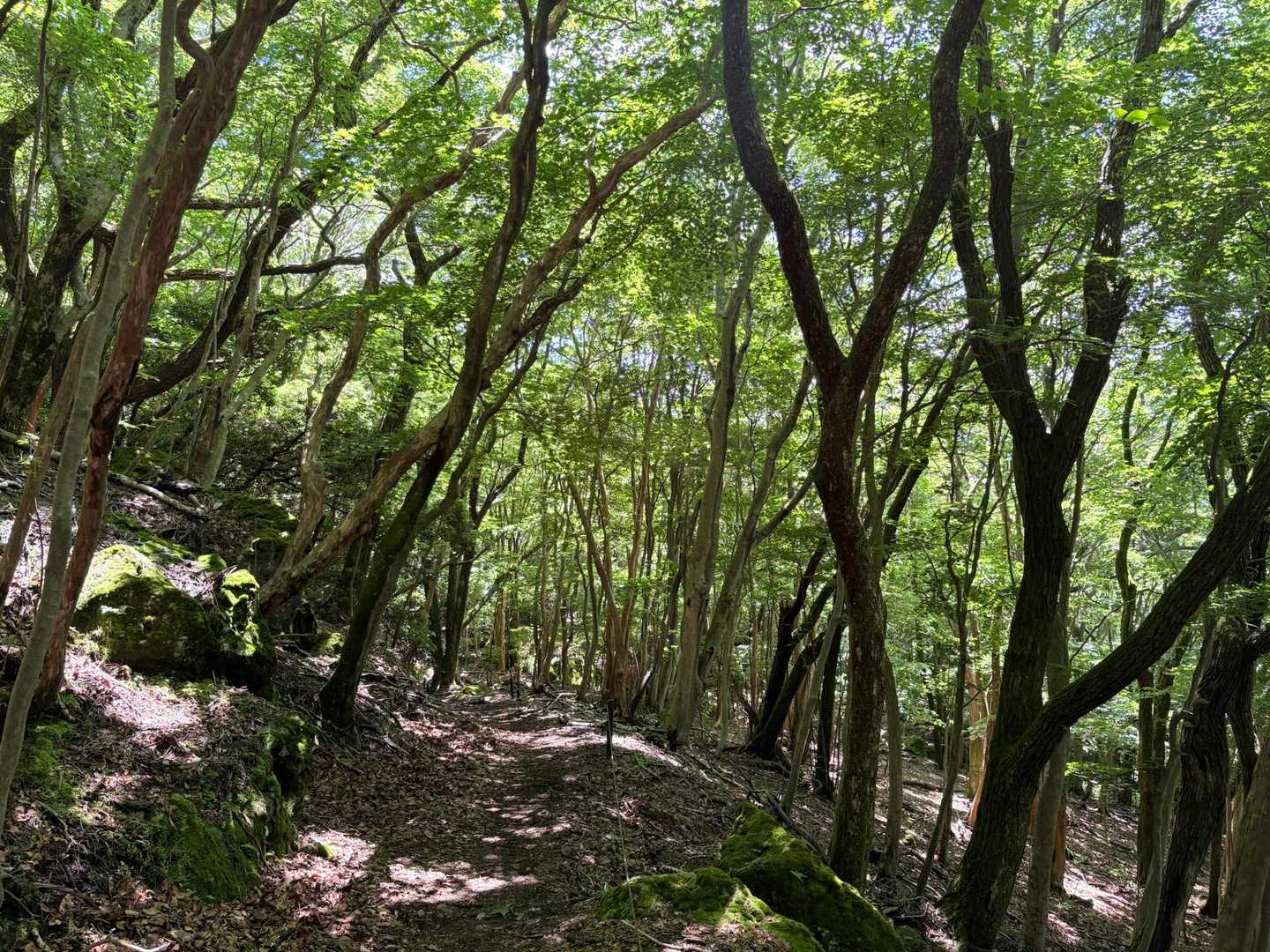 緑の観察路を帰ります🌿
