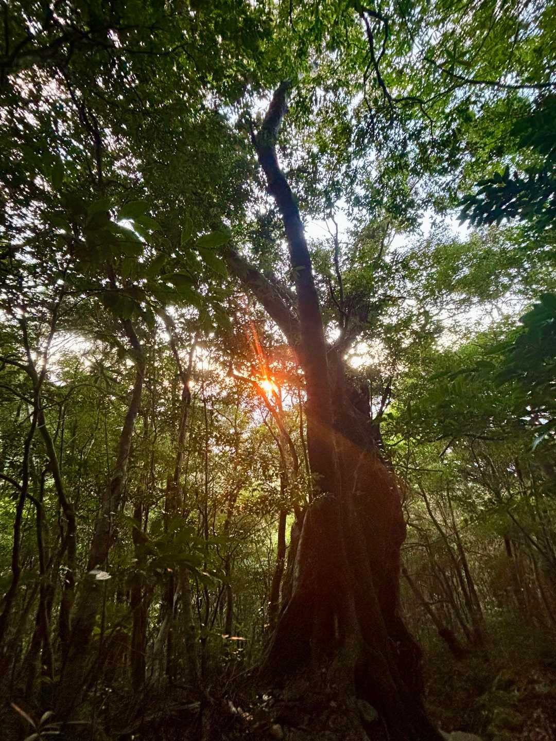 朝日が昇ってきました☀️