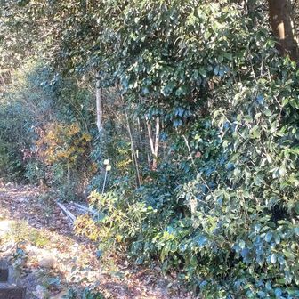 城ヶ峰の登山口は専教寺さん入って右の階段
城ヶ峰はなかなかの急登