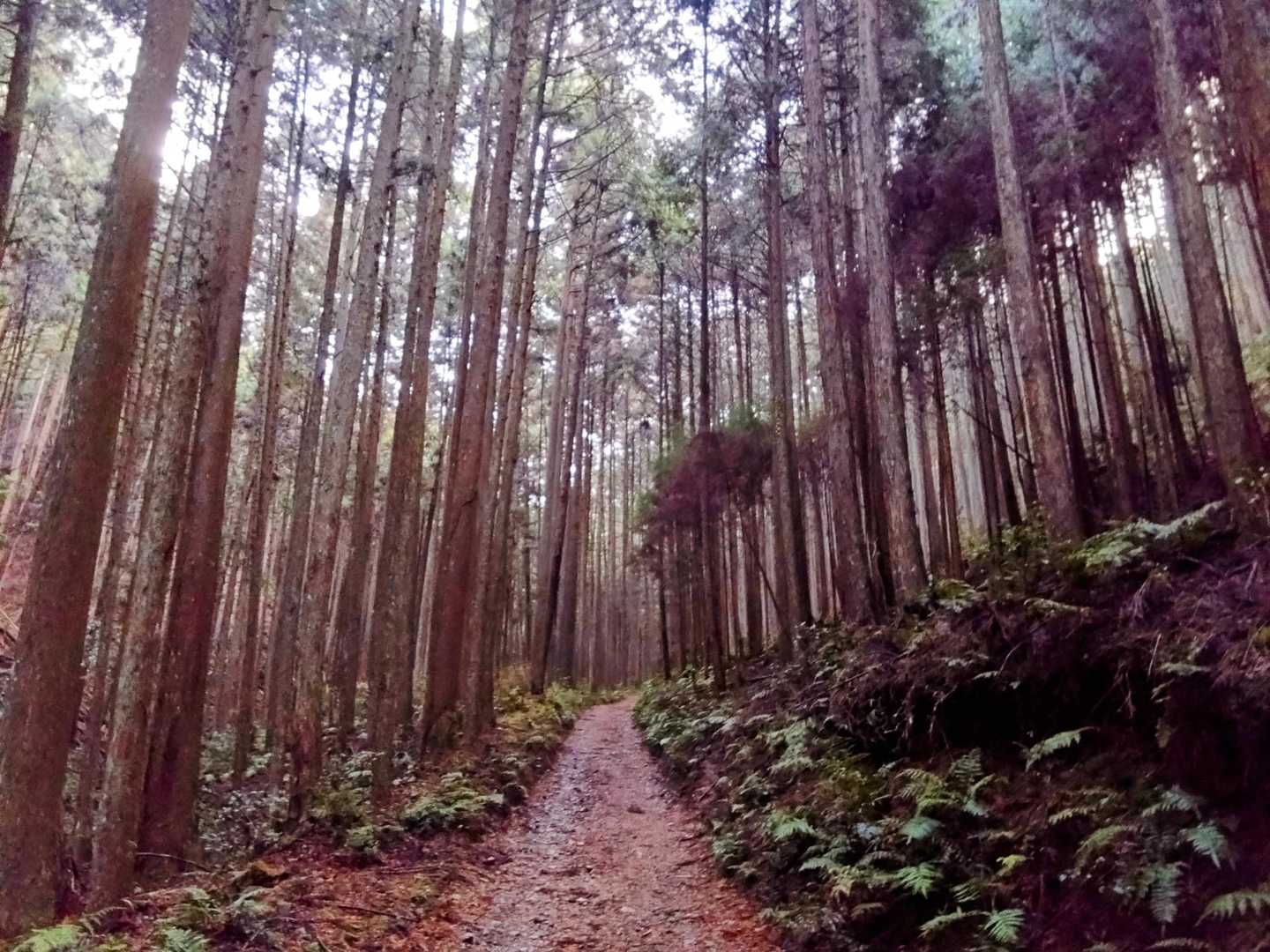 舗装路歩き🚶