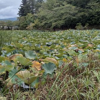 夏は古代蓮が咲く池
多くの観光客が来るらしい