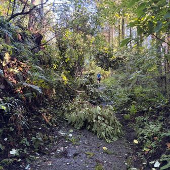 昨晩の台風の影響で至る所倒木だらけ😱

でもさすが大倉尾根。下山する頃にはすっかり綺麗に片付けられていました👏