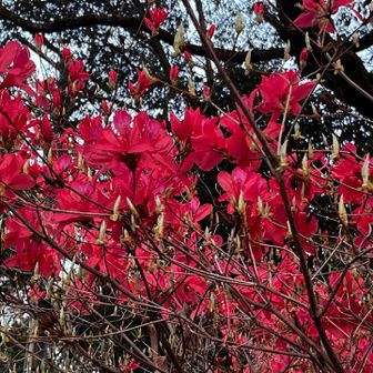 真っ赤なツツジ🌺
