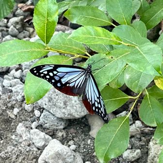 綺麗な蝶が飛んでいたので、調べたら
アサギマダラという蝶🦋

Googleより↓
アサギマダラは、日本列島を越えて1,000kmから2,000km以上も移動する「旅するチョウ（渡り蝶）」として知られています。

旅する蝶だって！素敵🥰🦋