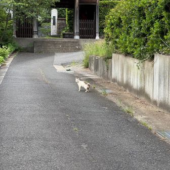 福満寺まで猫が案内してくれました