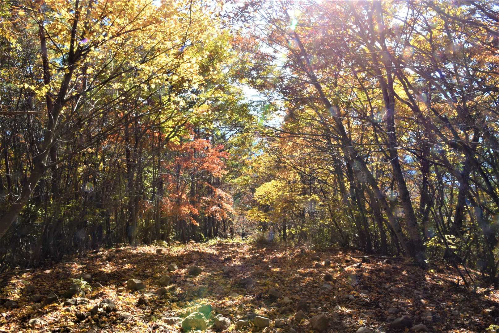 深田公園入口-茅ヶ岳-大机 周回コースの写真