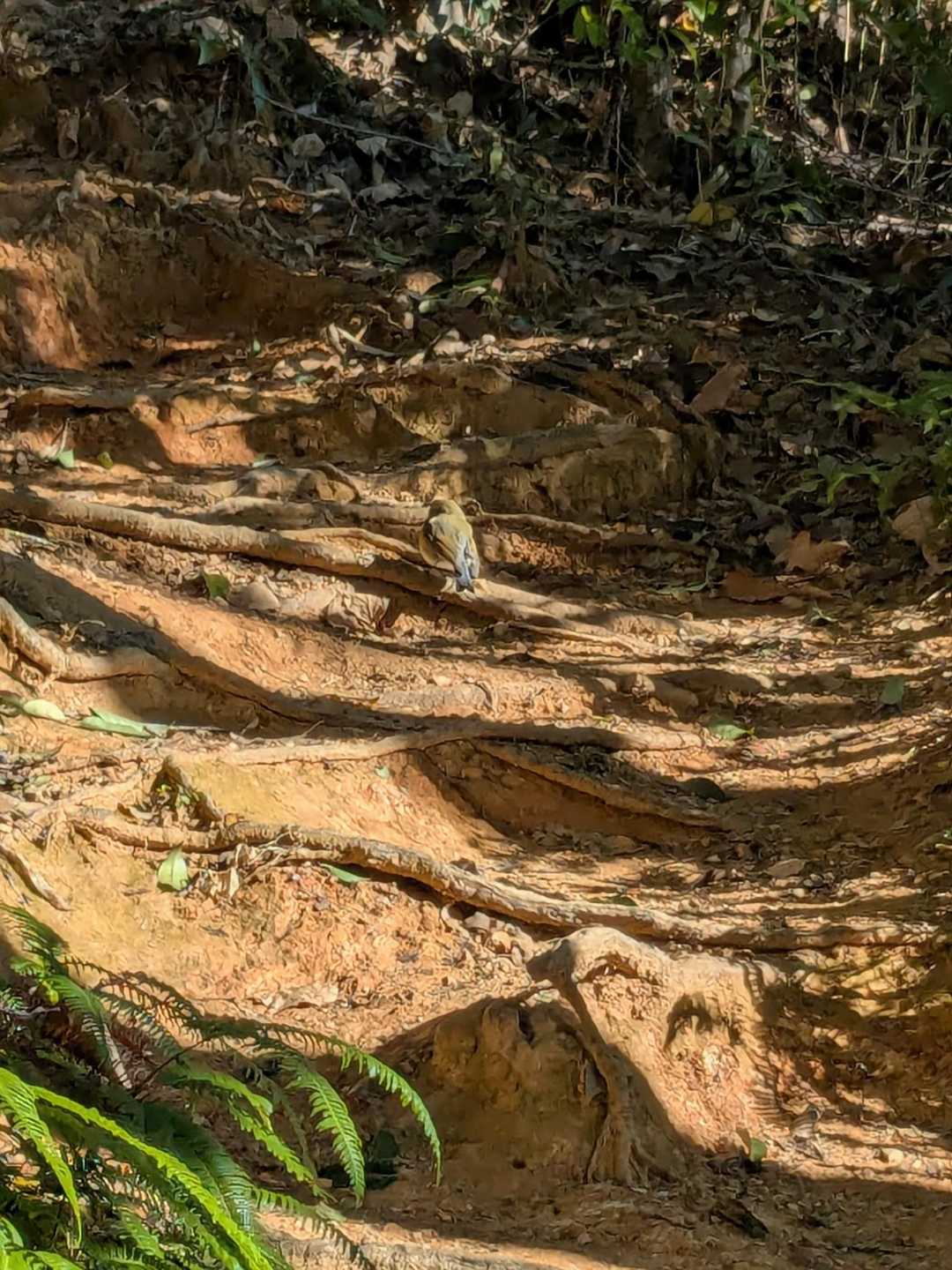 八丈岩山 往復コースの写真