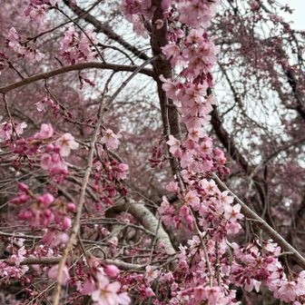 ここで桜を見ながらランチ😋