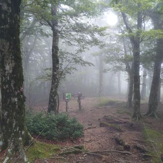 片瀬峠、八丁池コースは現在、人が歩いていない様子だった。ブナの森歩きになる。
