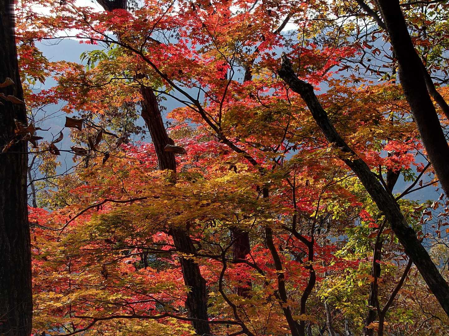 紅葉が綺麗でした