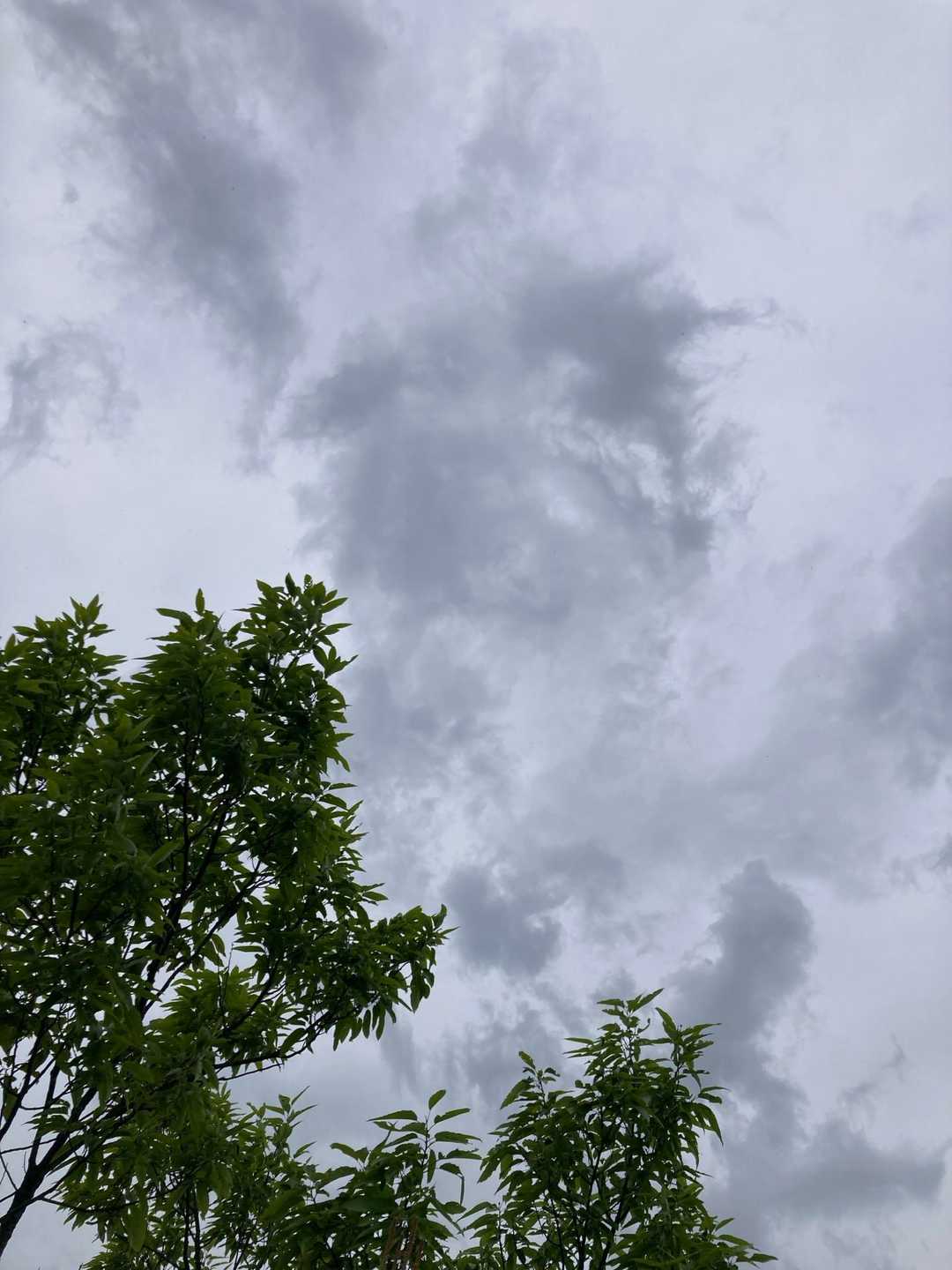 ポツリポツリと雨粒が落ちてきました。