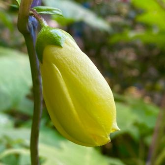 アジサイ科のキレンゲショウマの花🌼も咲いてました😍
見られてラッキーです✌️
此処入笠山⛰️は秋のお花🌼が沢山咲いていました😍
季節の移ろいを感じる事が出来た素敵な山行⛰️になりました🎶
今日はユルユルな山行⛰️になりました😍