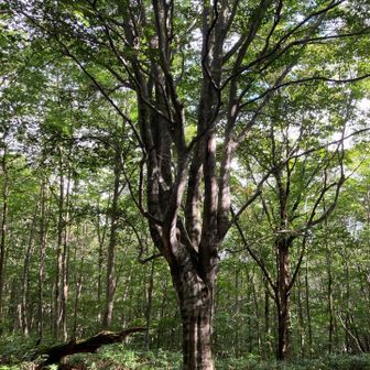 分岐に立つ大ブナ