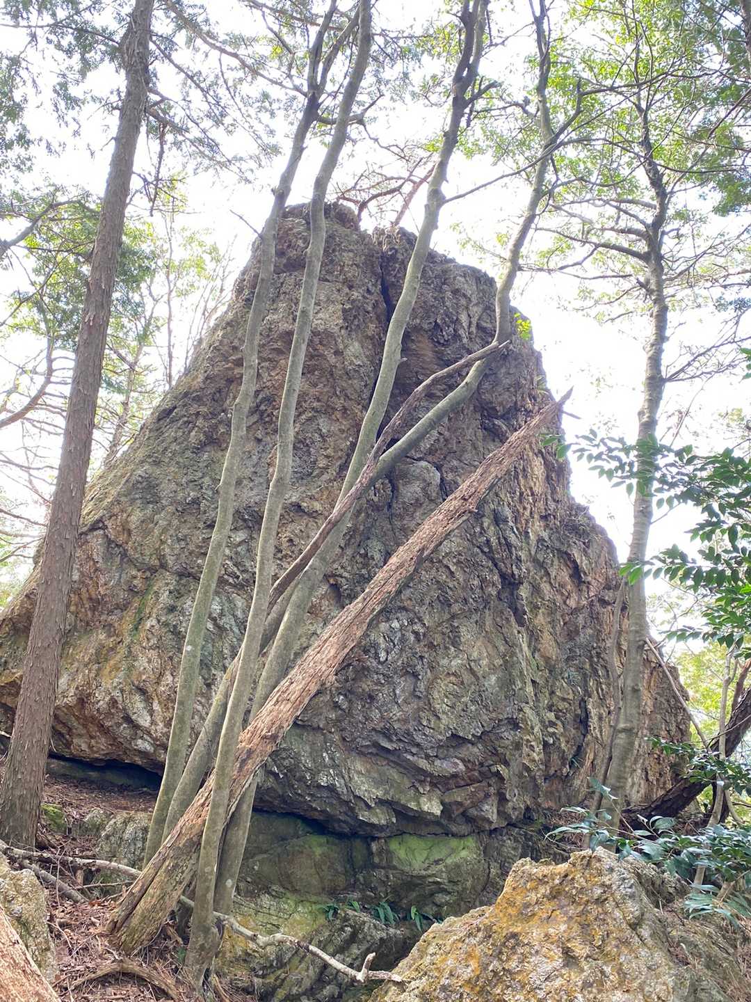 爺岩。登山道はずた所にありますがテープ明瞭で安心して行けます。
でも何故に？爺岩？