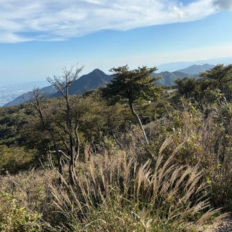 すすきと鎌ヶ岳