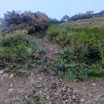 赤岩岳取付き地点
気にしなければうっかり通過してしまう😂
ズルズルの急登です👍

ちなみに下山時に同行者が小さい石を落としたのだけど、猿🐒の群れに落ちたらしくブチギレていた🤣