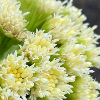 登山口の開花した花で本日終了
でももう一つ続きがあります