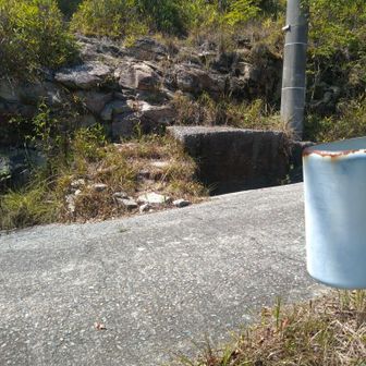 道路を横切ります。
道路を右に行っても仁寿山山頂に行けるようです。楽そうだし、そっち行こうかなとも思いました😅