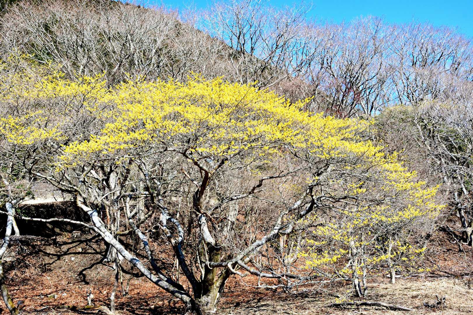 佐渡窪・坊がヅルのマンサクを訪問 / タミーの登山データ | YAMAP