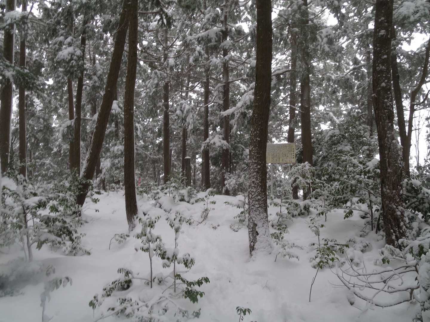 この辺が山頂