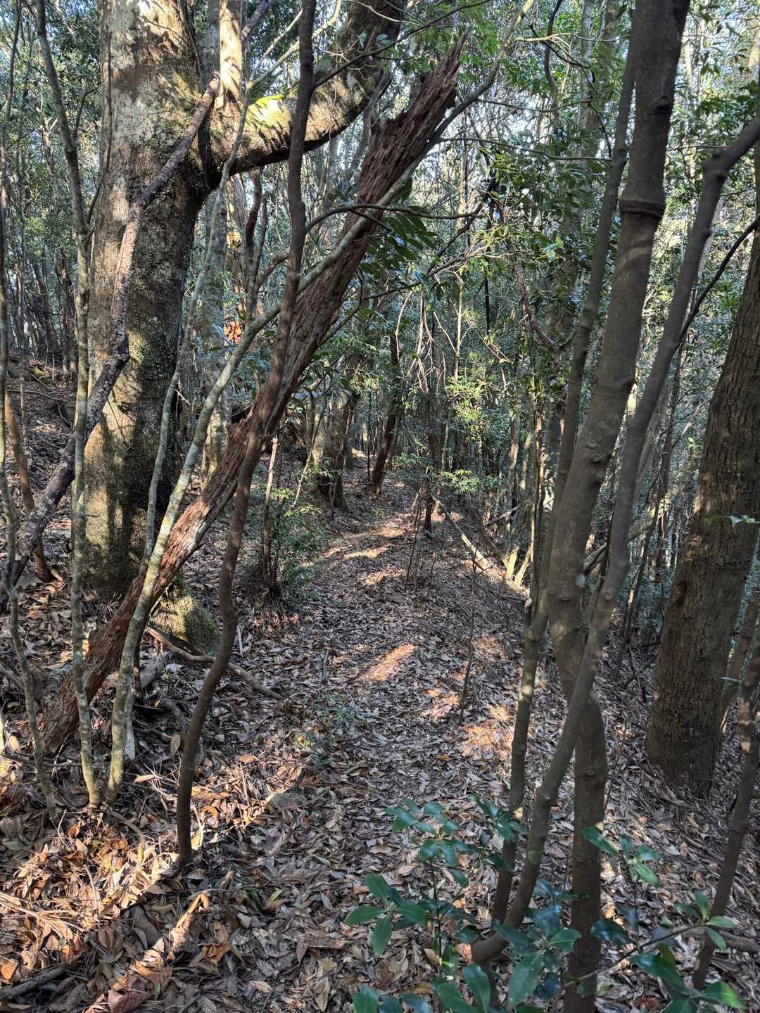 次の週末は
指宿で山友さん達と
菜の花ウォークに参加。