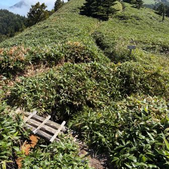 愛大小屋との分岐