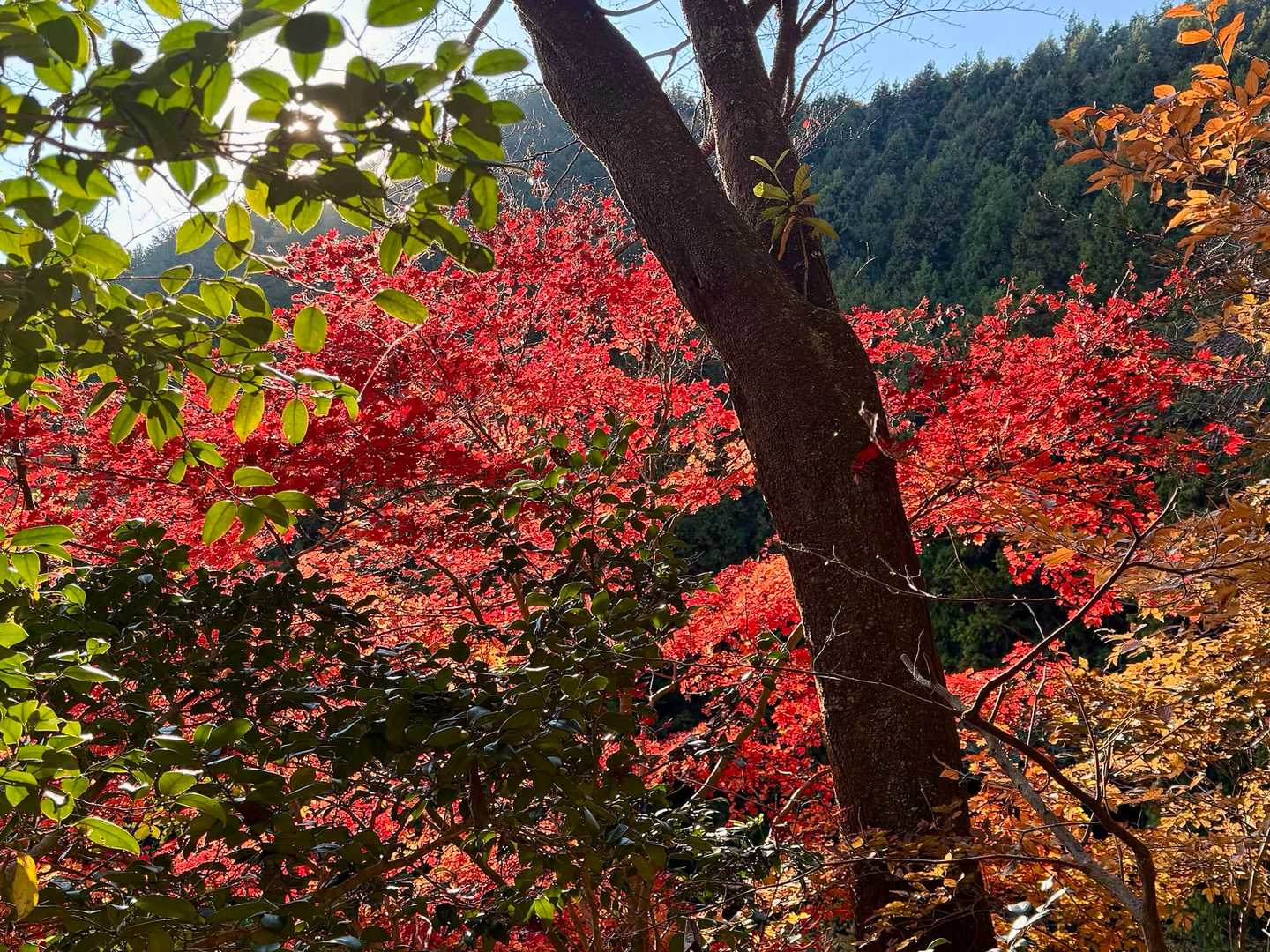 石楯尾神社前バス停-佐野川峠-茅丸-連行峰-和田登山口-和 縦走コースの写真