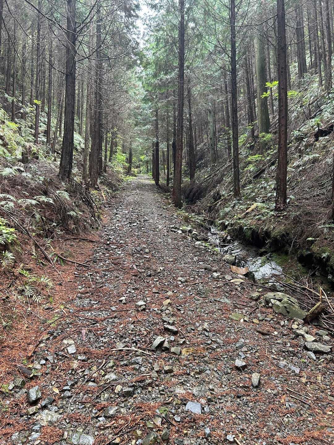 広い登山道🚶‍♀️