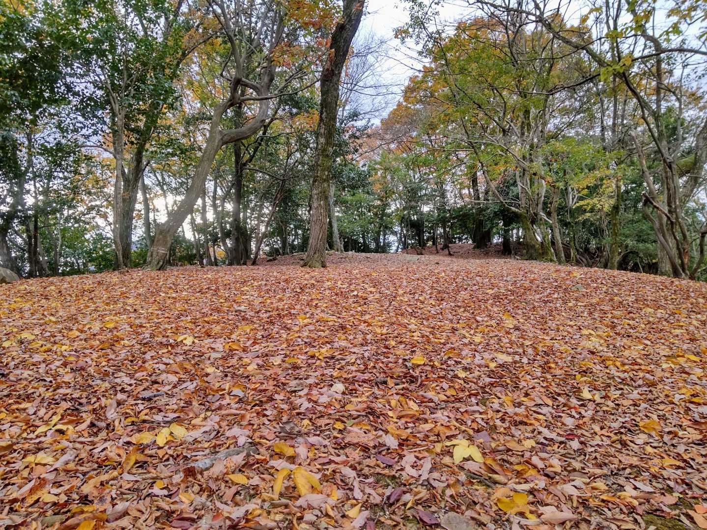 城址に拡がる落ち葉の絨毯🍁🍁🍁