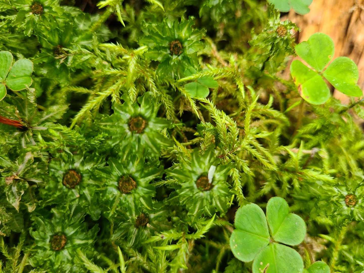 これも苔なんだろうか？‎🤔