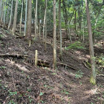 この辺の山って急登が多くない⁉️