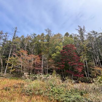紅葉が始まっています🍁