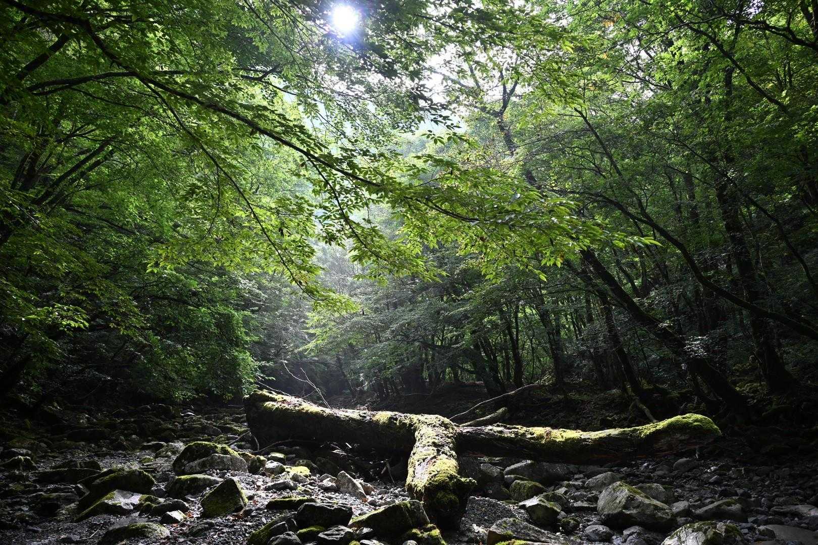 もののけ姫🐺、みたいな世界が広がる✨